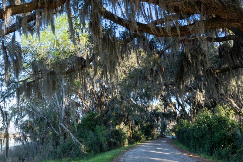 A road through the South Carolina Lowcountry lined with oaks draped in Spanish moss