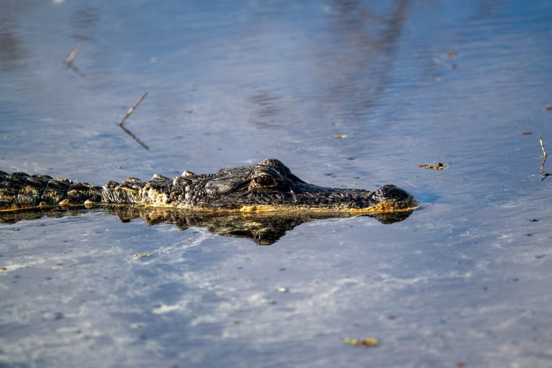 American Alligator