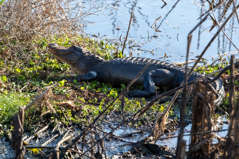 An American alligator resting in the water