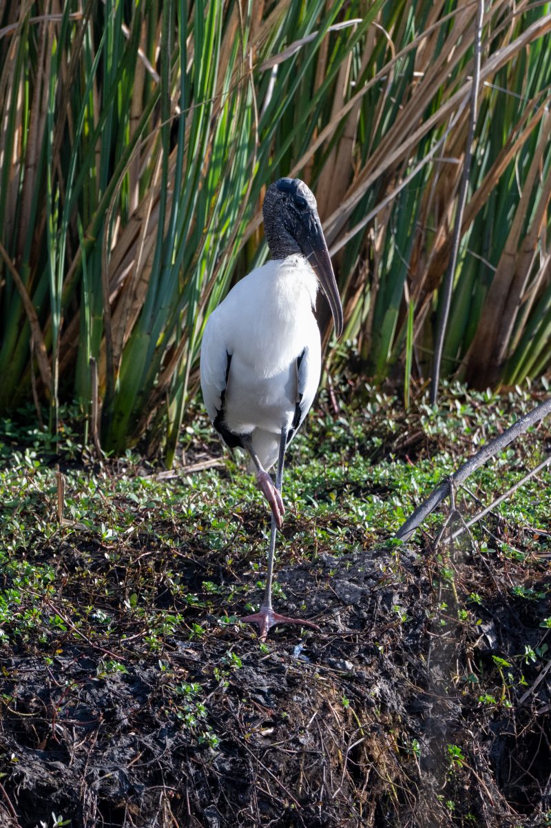 Wood Stork