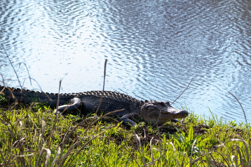 American Alligator