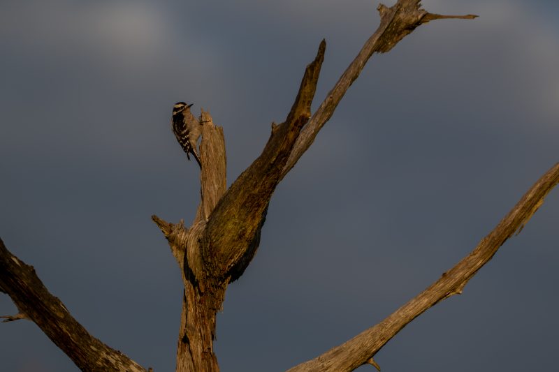 Downy woodpecker foraging on a dead tree snag