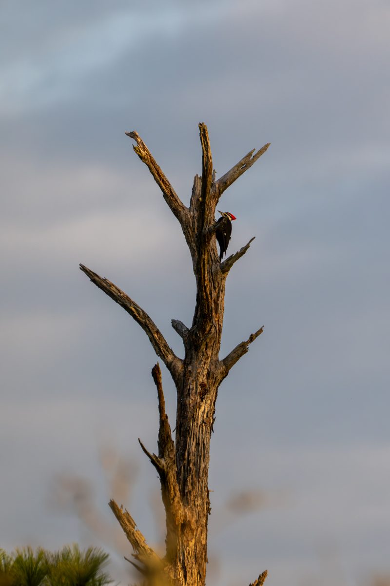 Pileated woodpecker on a textured tree trunk against an open sky