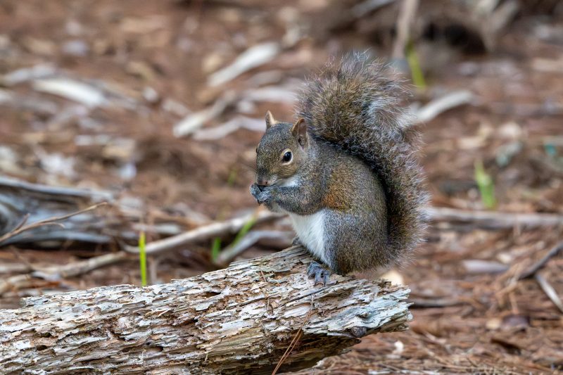 Eastern Gray Squirrel