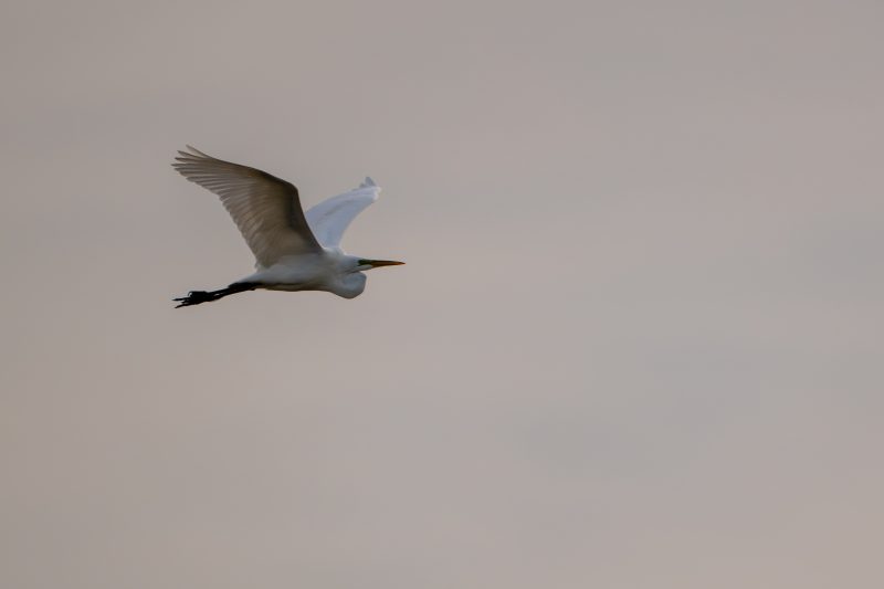 Great egret coming in to land