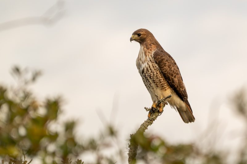 Red-tailed hawk in golden morning light