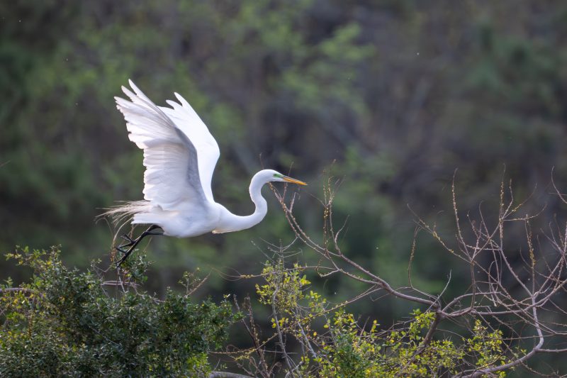 Great egret taking flight