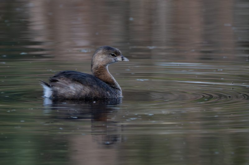 Immature pied-billed grebe on rippled water