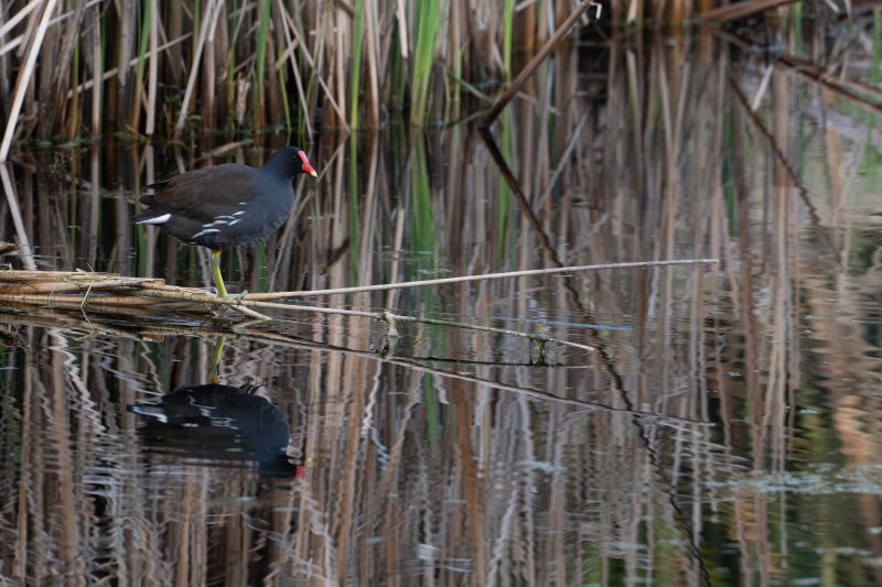 Common gallinule perched on a reed, balancing on one leg