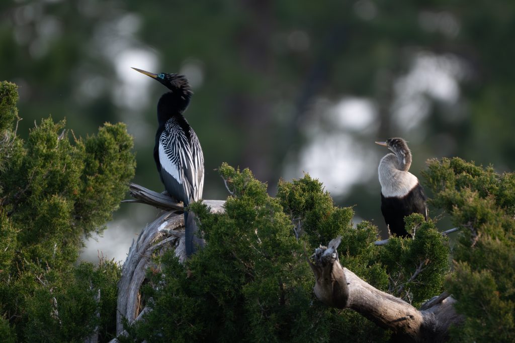 An adult anhinga perched beside its chick