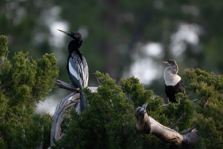 An adult anhinga perched beside its chick