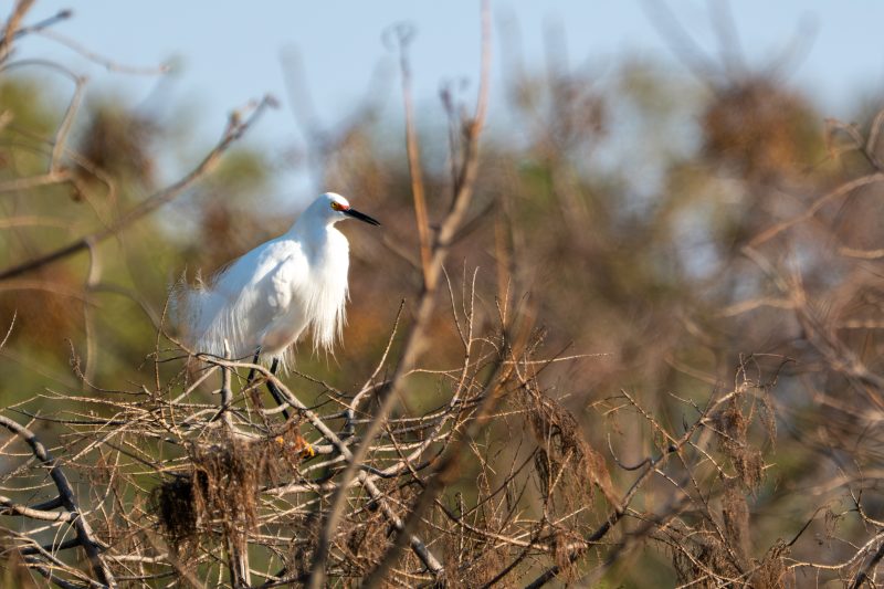 Snowy egret perched on a bush on a small island