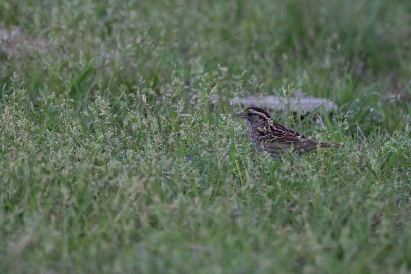Savannah sparrow foraging in the grass