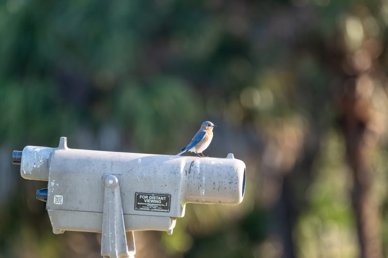 Eastern Bluebird