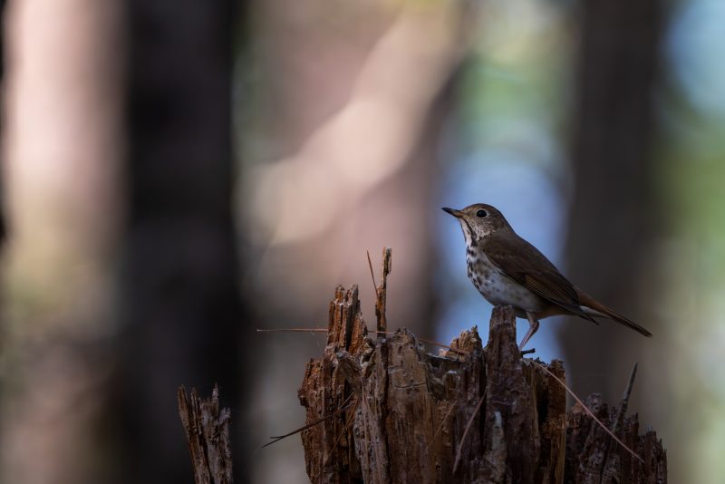 Hermit thrush in soft morning light
