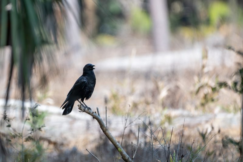 American crow calling from a perch