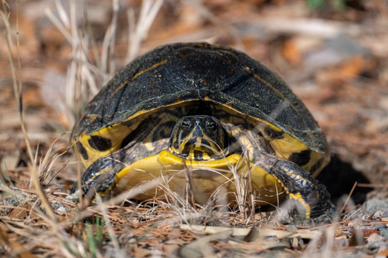 Yellow-bellied slider turtle basking in the sun