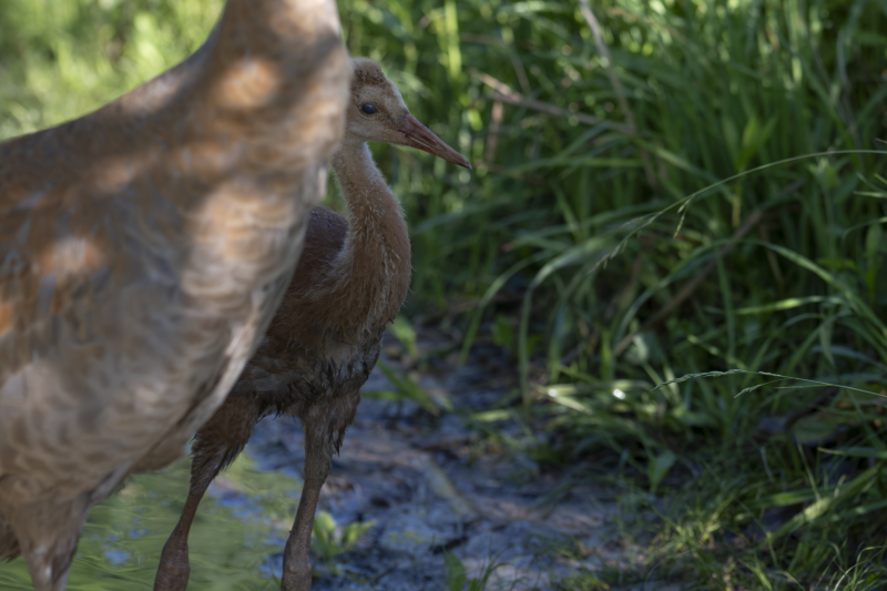 Sandhill Cranes