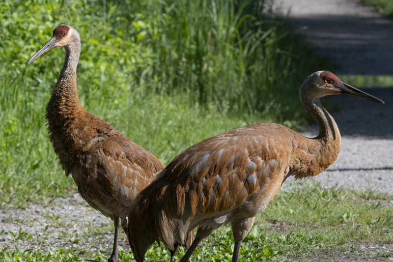Sandhill Cranes