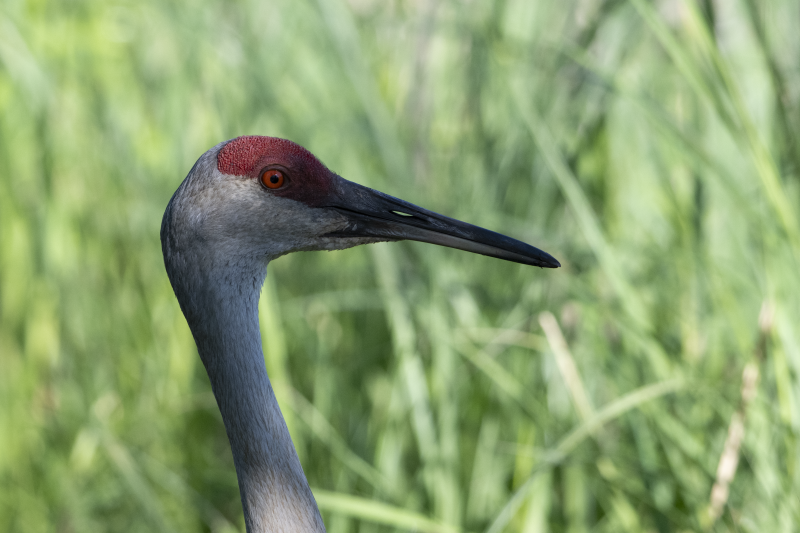 Portrait of a Sandhill Crane