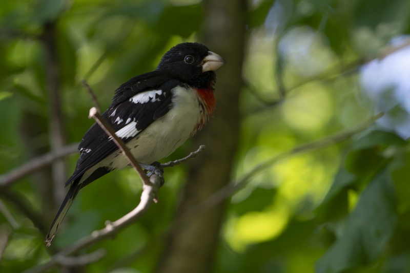 Rose-breasted Grosbeak