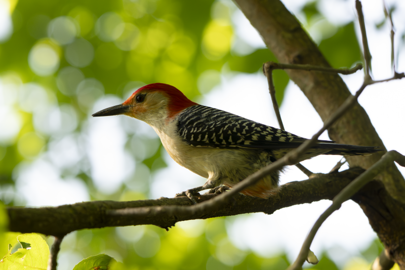 Red-bellied Woodpecker