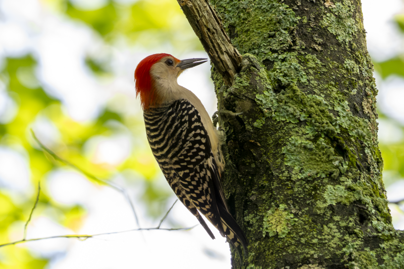 Red-bellied Woodpecker