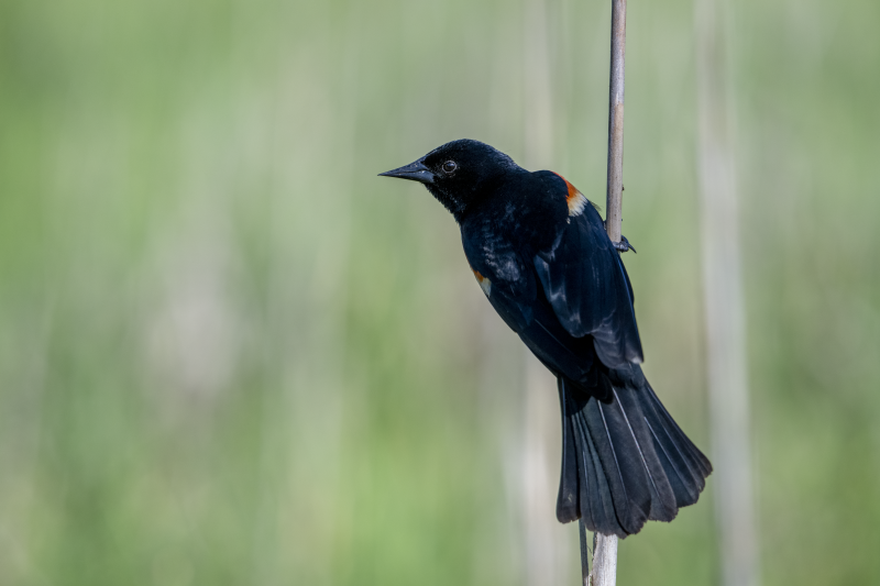 Red-winged Blackbird