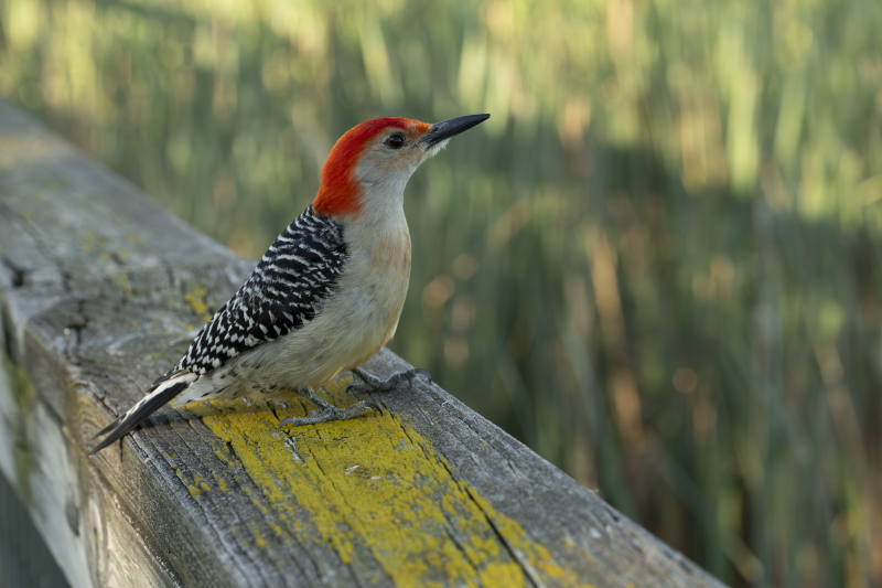 Red-bellied Woodpecker