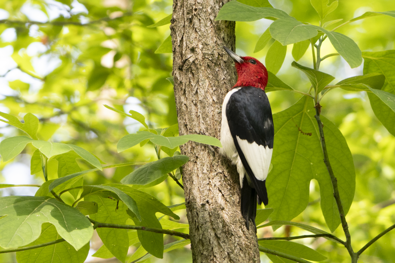 Red-headed Woodpecker