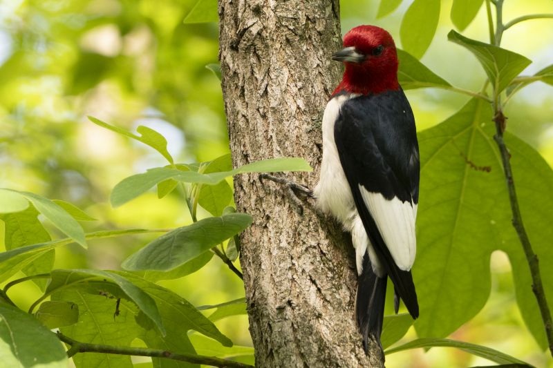 Red-headed Woodpecker