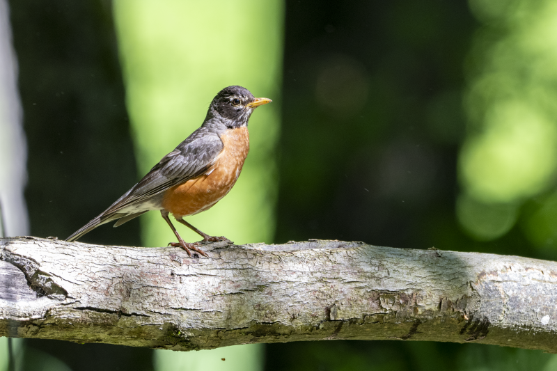 American Robin