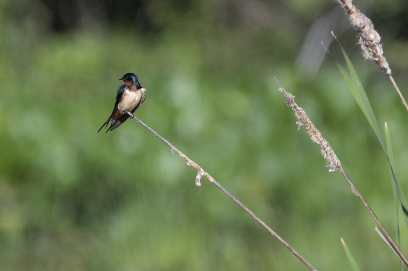 Barn Swallow on a reed
