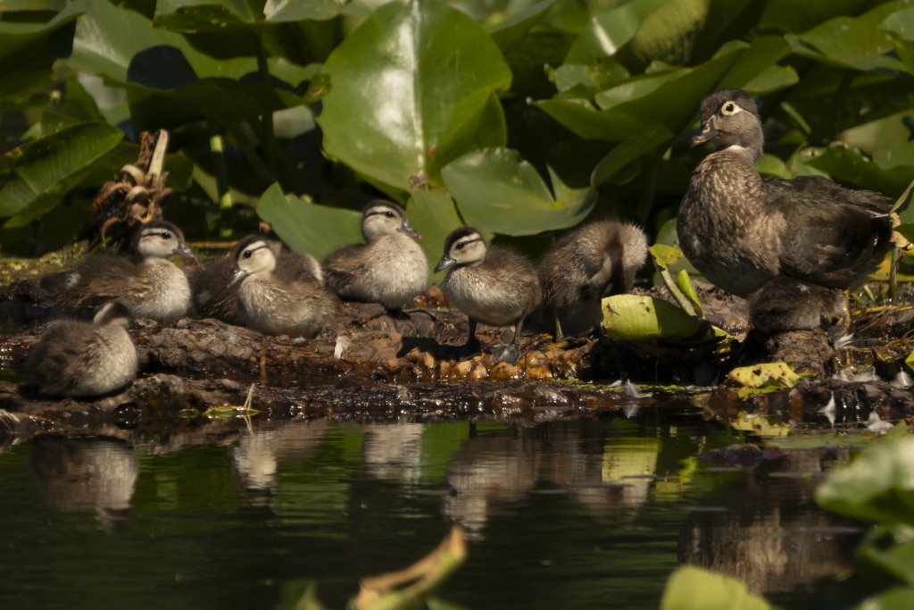 A female Wood Duck with seven ducklings