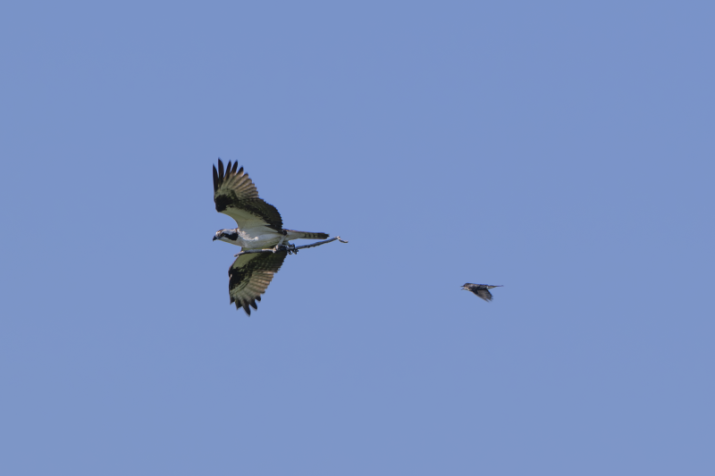 An Osprey carrying nesting material is chased by an Eastern Kingbird.