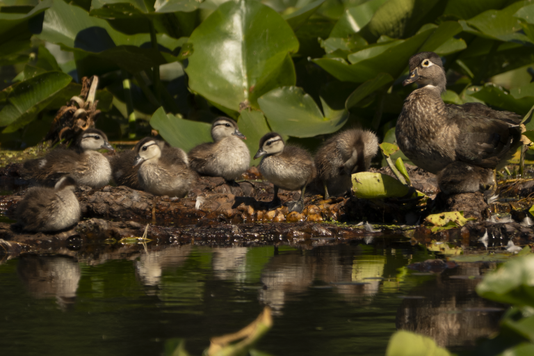 A female Wood Duck with seven ducklings