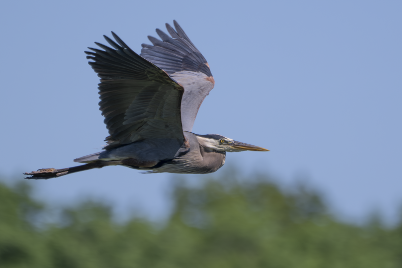 Great Blue Heron