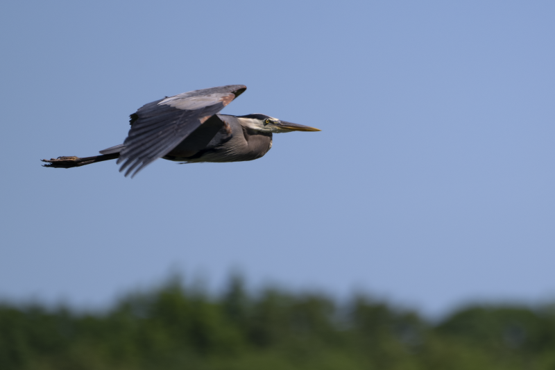 Great Blue Heron in flight