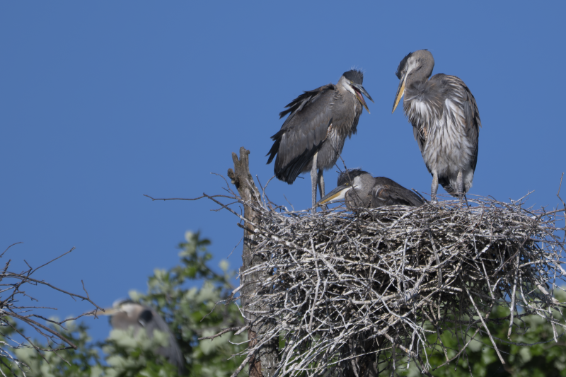 Great Blue Herons on a nest