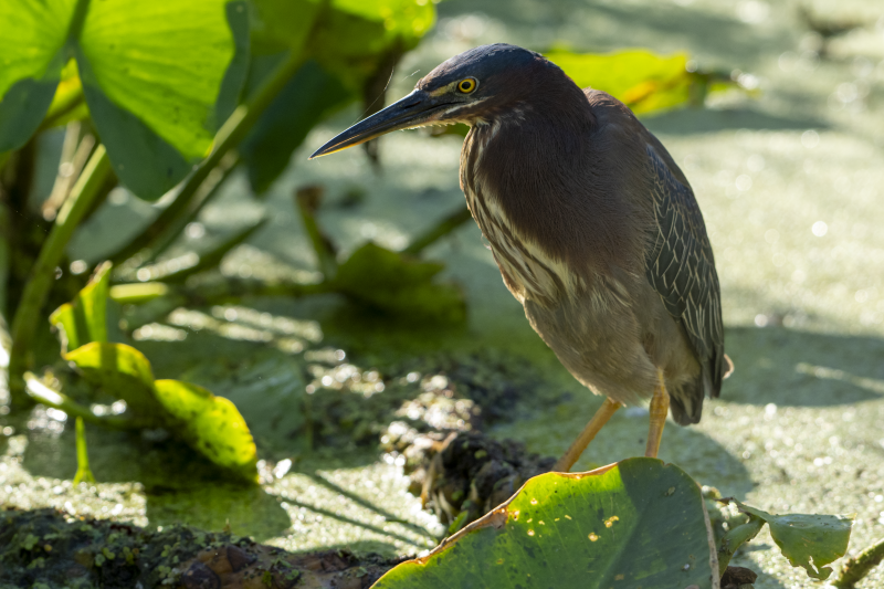Green Heron