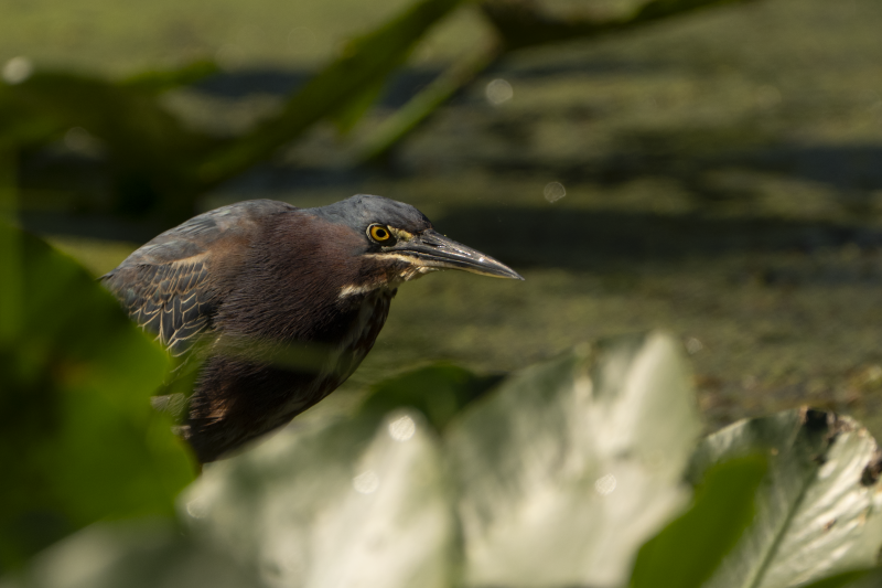 Green Heron