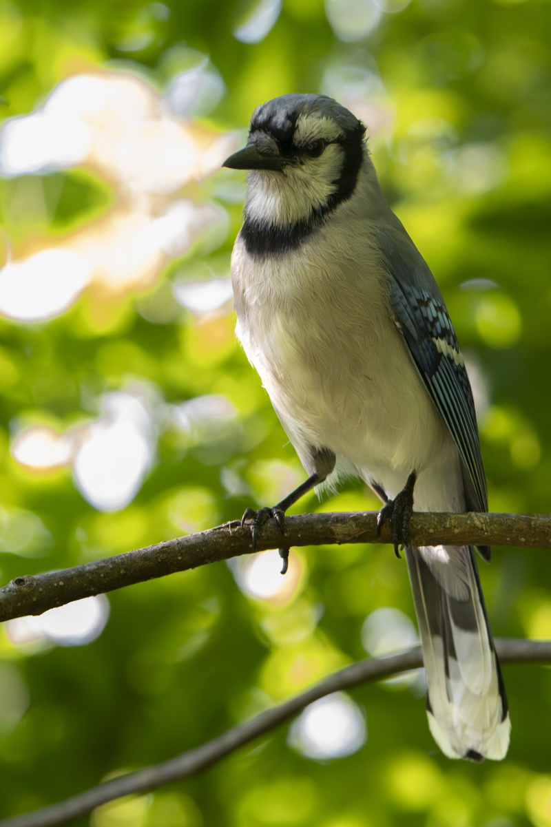 Blue Jay