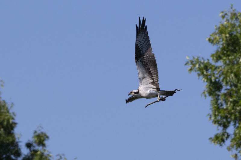 Osprey carrying nesting material