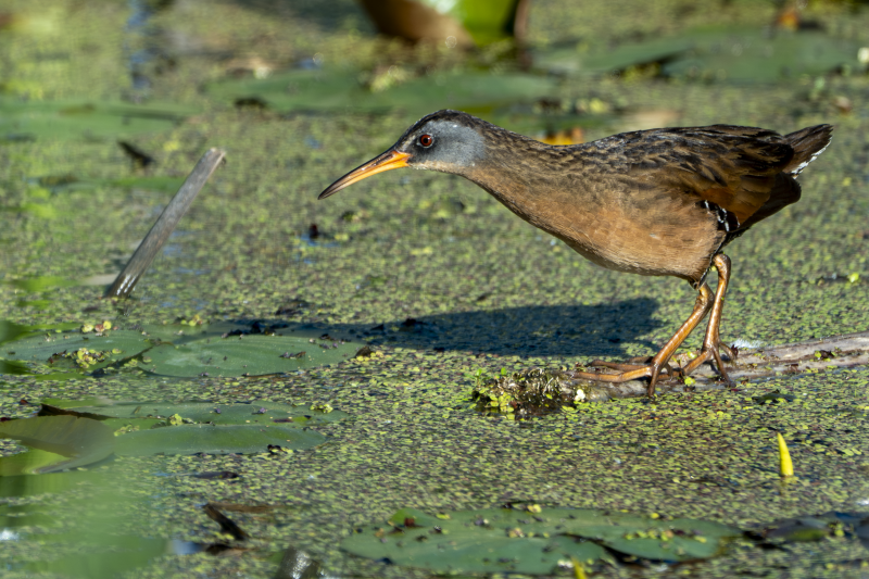 Virginia Rail