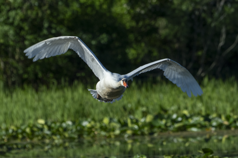 Mute Swan
