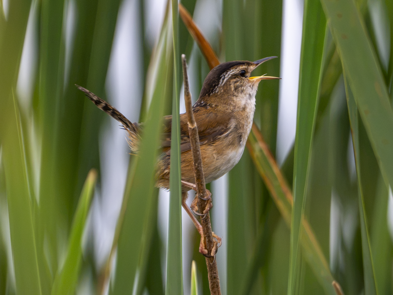 A Marsh Wren singing from a cattail stem