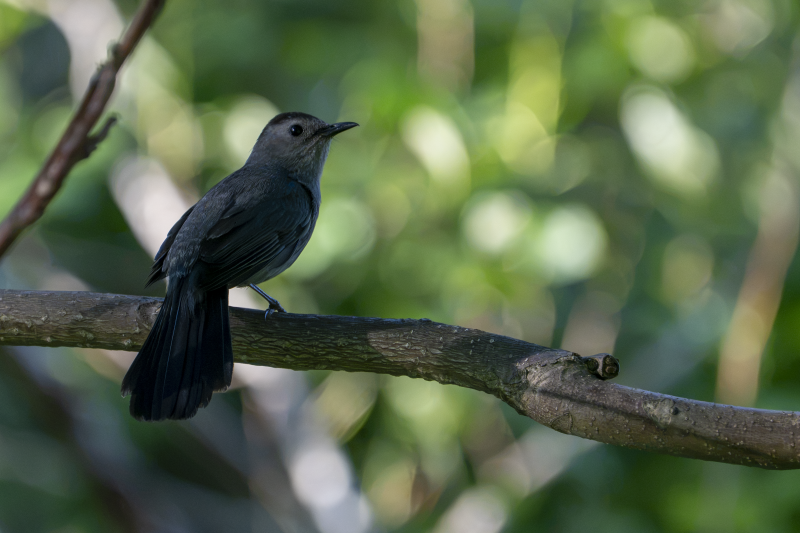 A Gray Catbird perched on a branch