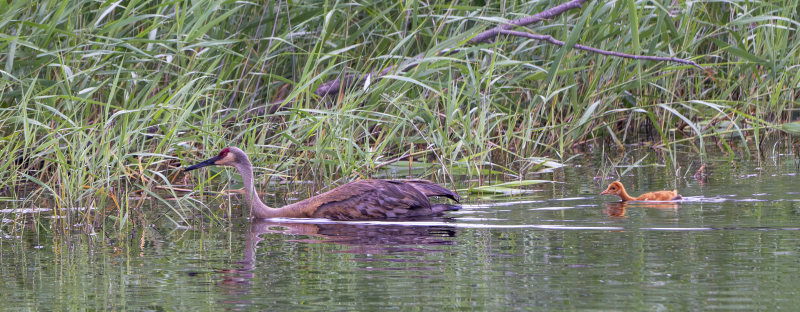 A Sandhill Crane swimming with its colt in a marsh