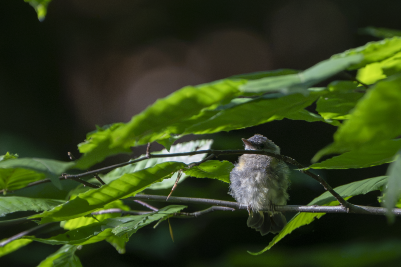 A fluffy fledgling American Redstart perched on a twig