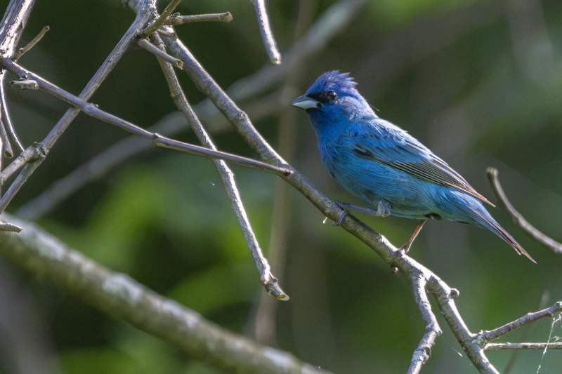 A male Indigo Bunting perched among bare branches